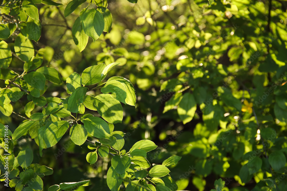 Summer sun shines through fresh green leaves
