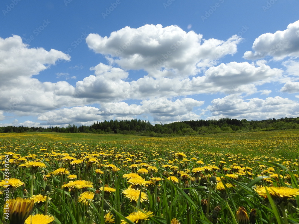 A field of flowers under a blue sky