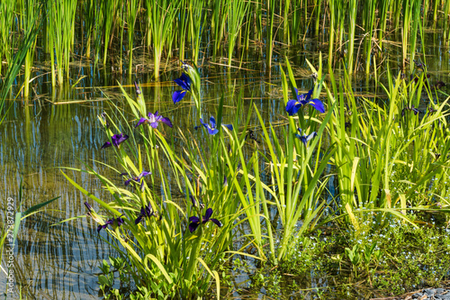 Louisiana-Iris photo