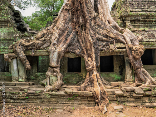 Arbre poussant sur les ruines d'un temple à Angkor Wat au Cambodge