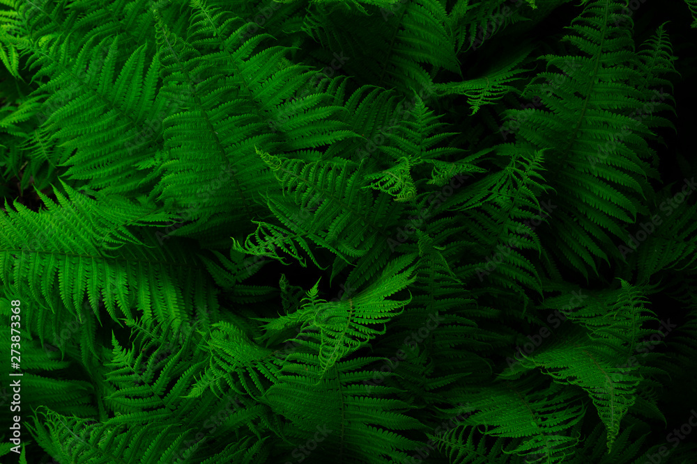 Natural environment contrast photo of fern grass flowers top view. Natural environment contrast photo of fern grass flowers top view.