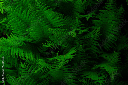 Natural environment contrast photo of fern grass flowers top view.