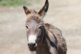 Portrait Of A Donkey. Meeting donkey summer day...