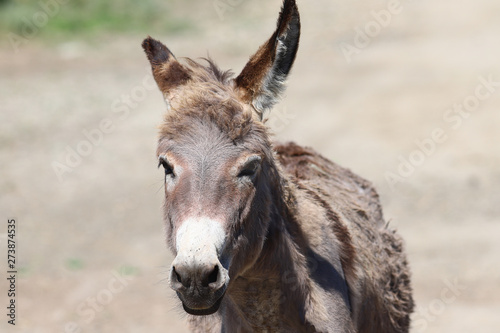 Portrait Of A Donkey. Meeting donkey summer day... © chermit