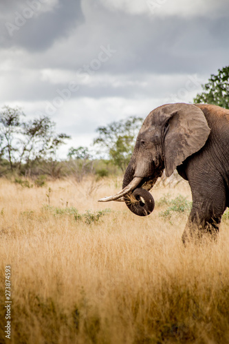 Elephant - Kruger National Park - South Africa