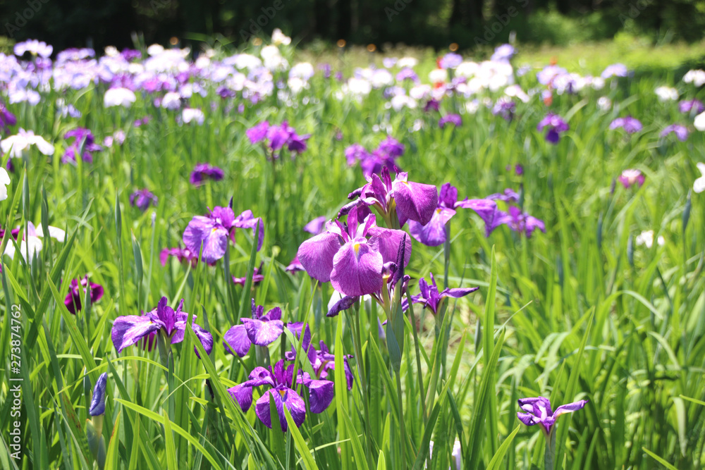 真岡市井頭公園　ハナショウブ