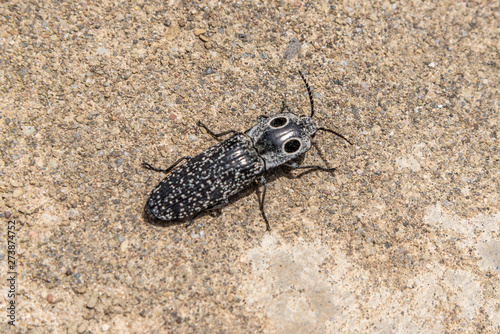 Eyed elater beetle with black eye spots