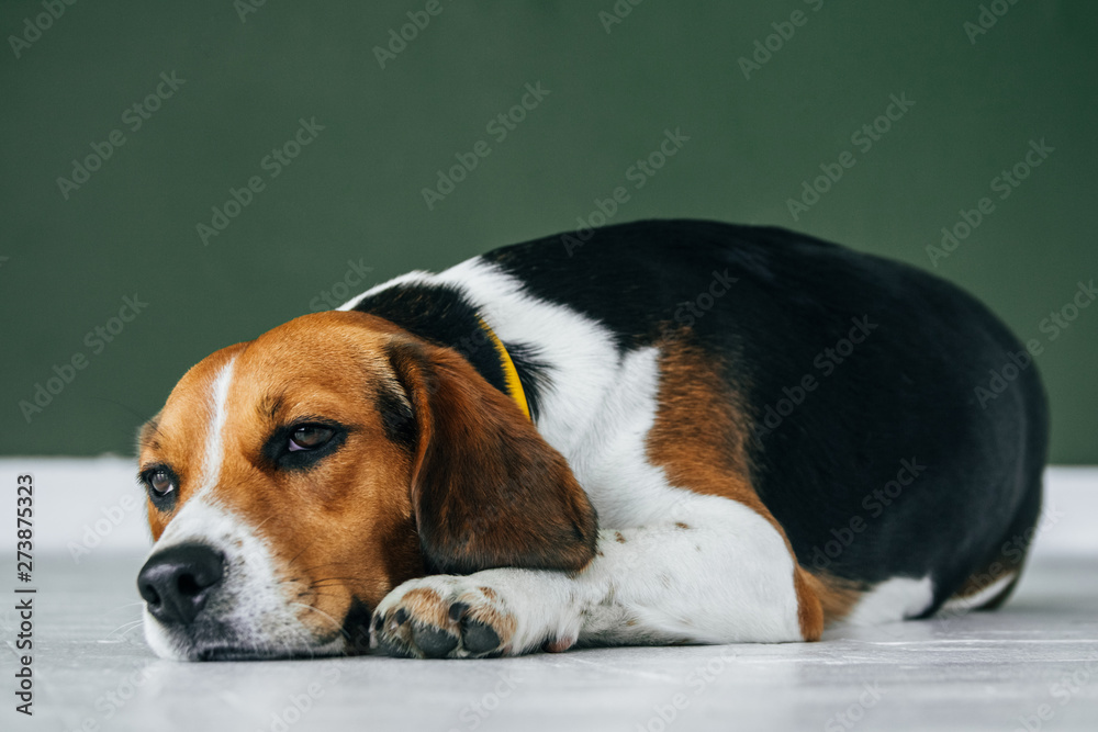Beagle dog with a yellow collar sits on a white wooden floor. Tricolor dog looks sad.