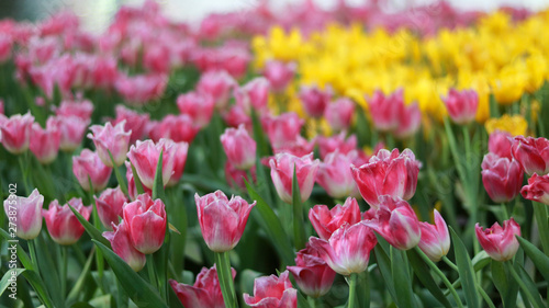 Beautiful colorful tulips.Colorful tulip field close up.Pink and yellow tulips.