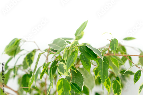 Ficus benjamina Pflanze mit wei  en Hintergrund