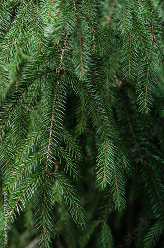 Fir branches background. Close-up of fresh green fir branches.