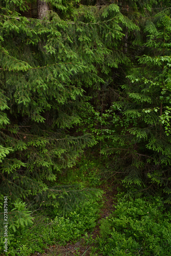 Obraz premium Taiga landscape