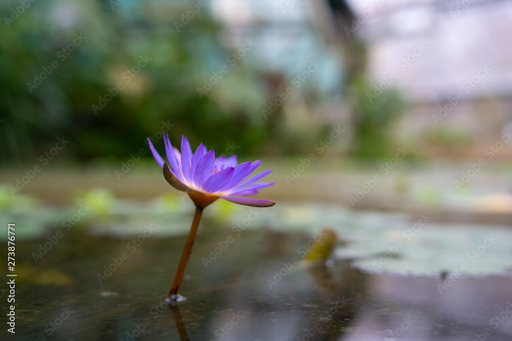 Beautiful yellow and violet water plant lotus flower with leafes and water table from side Beautiful yellow and violet water plant lotus flower with leafes and water table from side