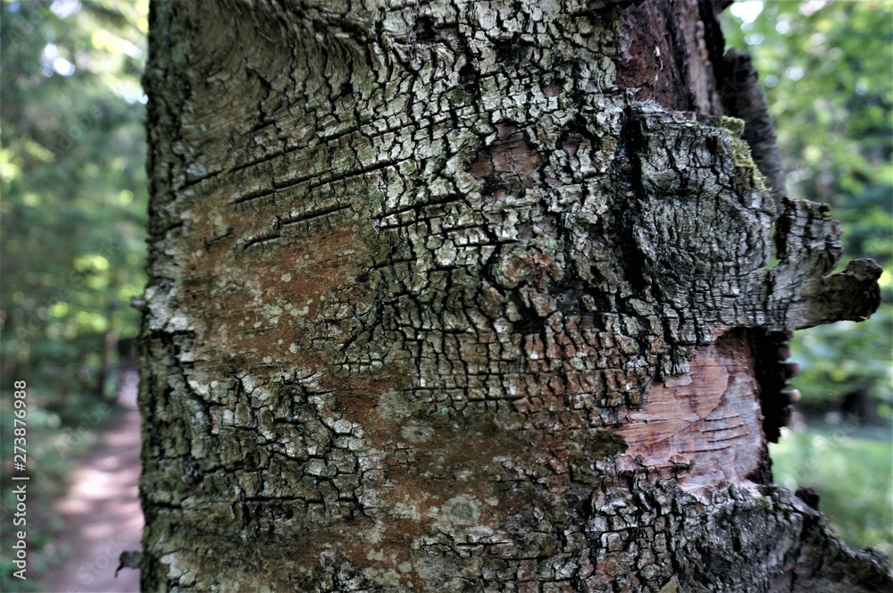 Fototapeta premium bark of a tree