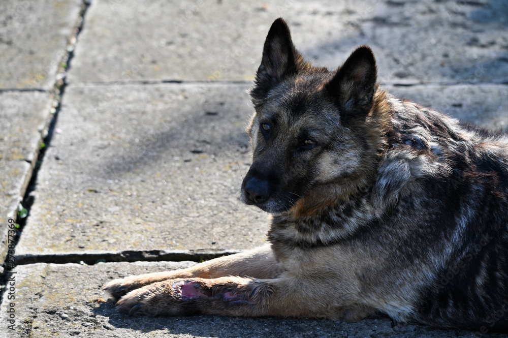 Lying old wolfdog on a tile. Lying old wolfdog on a tile.
