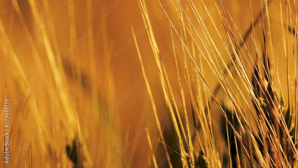 Ripe ears of wheat in cultivated agricultural field Ripe ears of wheat in cultivated agricultural field