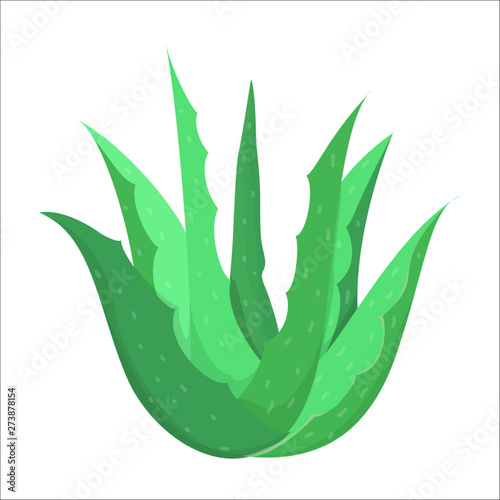 Aloe vera plant