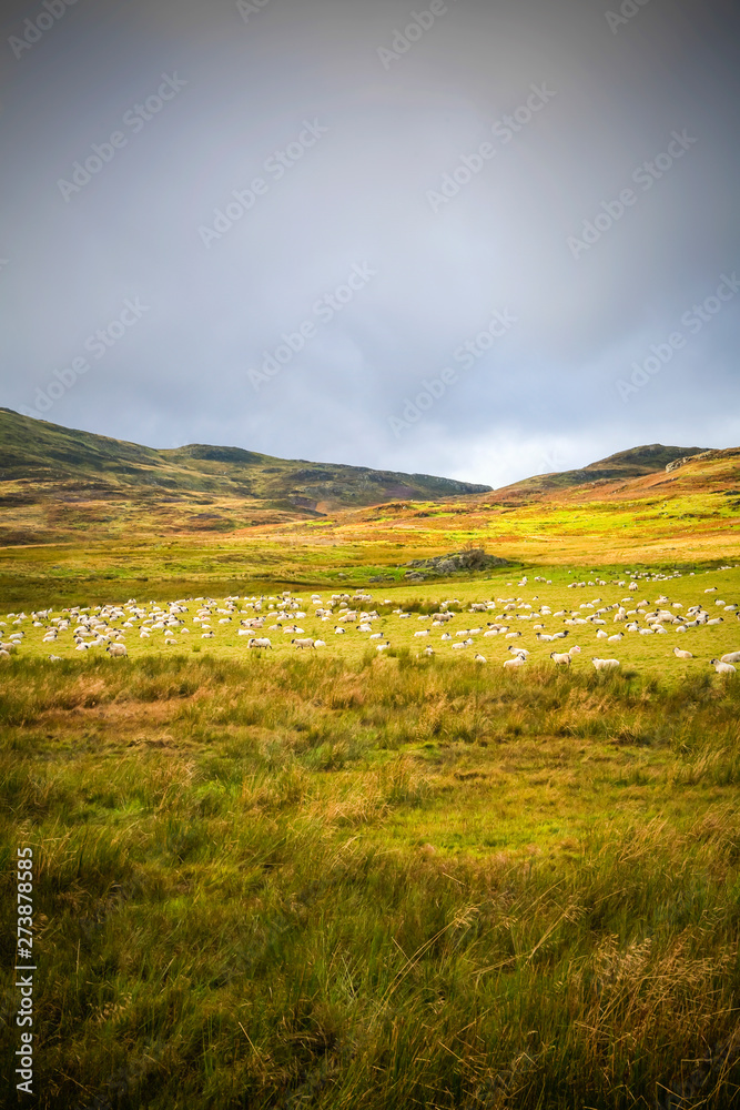 Sheep grazing in the Cairngorm mountains, Scotland