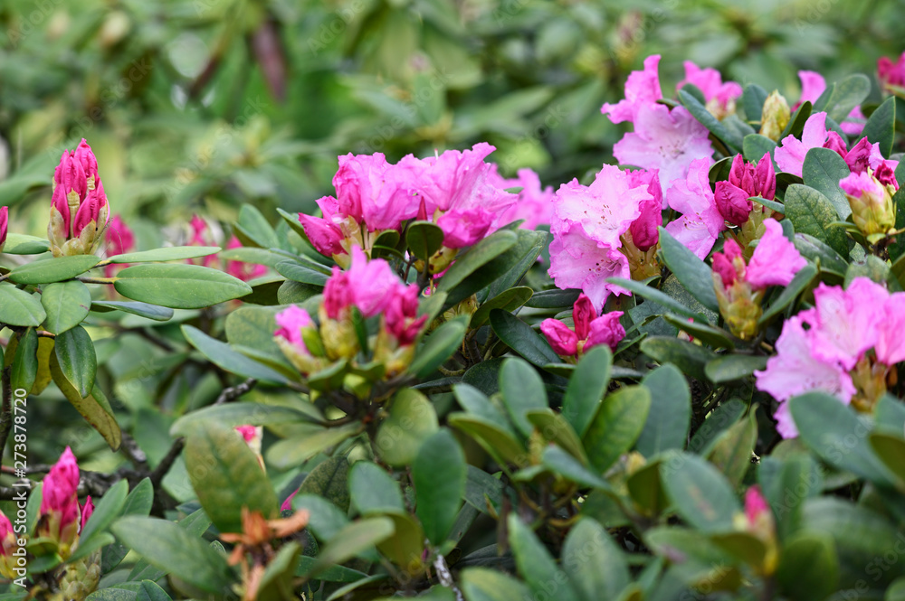 Purple flowers of rhododendron and green leaves in nature.