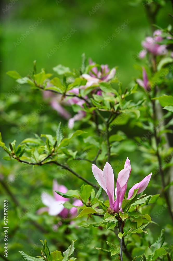 Pink magnolia flowers and green leaves outdoors in nature.