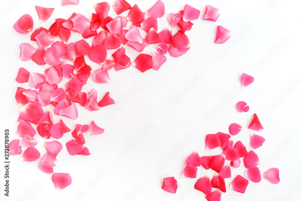 Flowers background. Frame from Red pink roses petals on white  background, texture. Top view. Copy space 