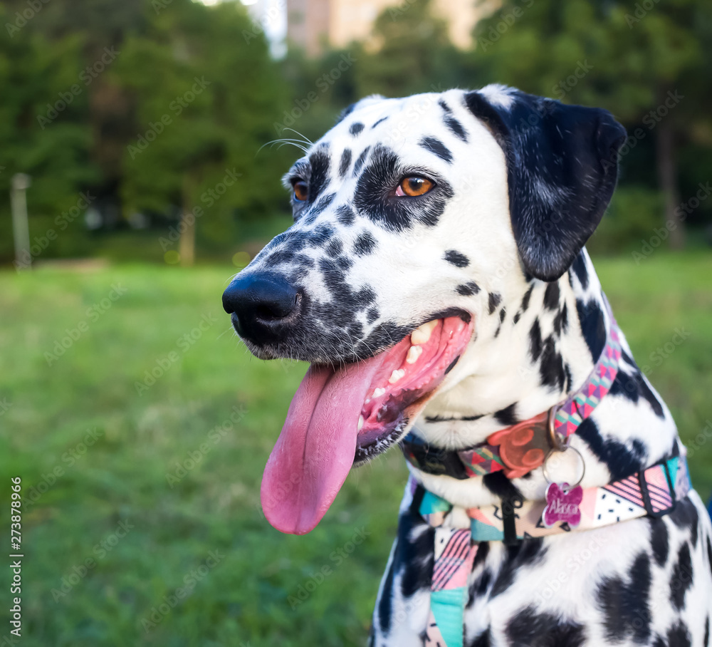 Beautiful Dalmatians with brown eyes in the park