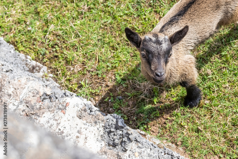 Fototapeta premium A young goat with small horns on the green grass