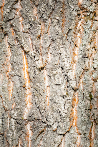 Bark of an old tree close up in the forest