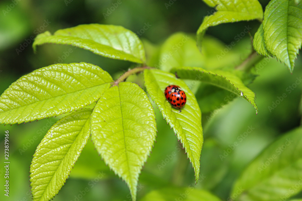 Asiatische Marienkäfer auf einem Rosenblatt. Asiatische Marienkäfer auf einem Rosenblatt.