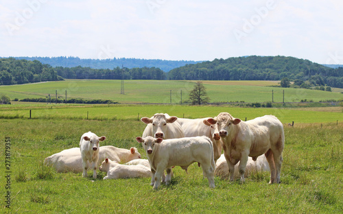 small herd of Charolais cattle