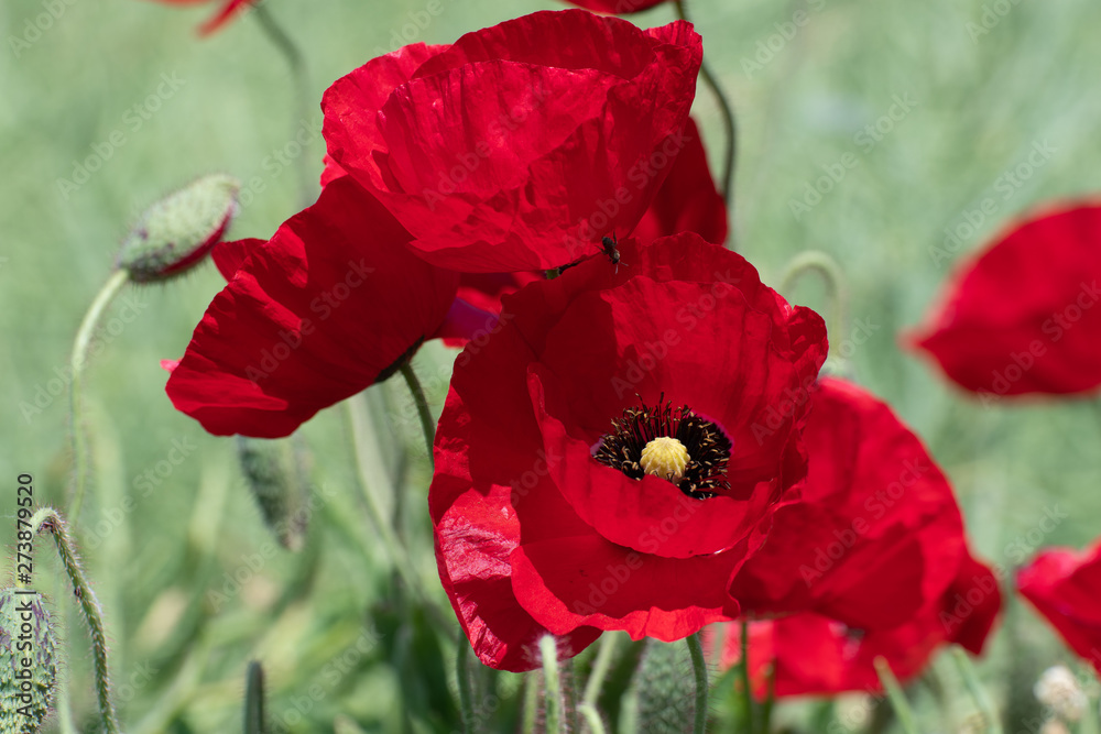 Obraz premium Mohnblumen