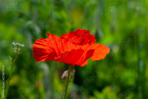 Red poppy on a green background