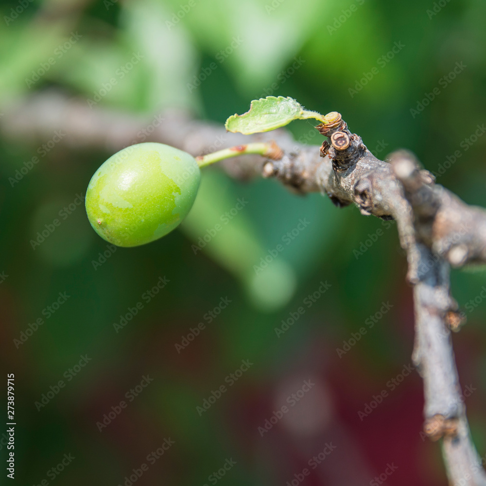 Green plum on the branch. Ripening process