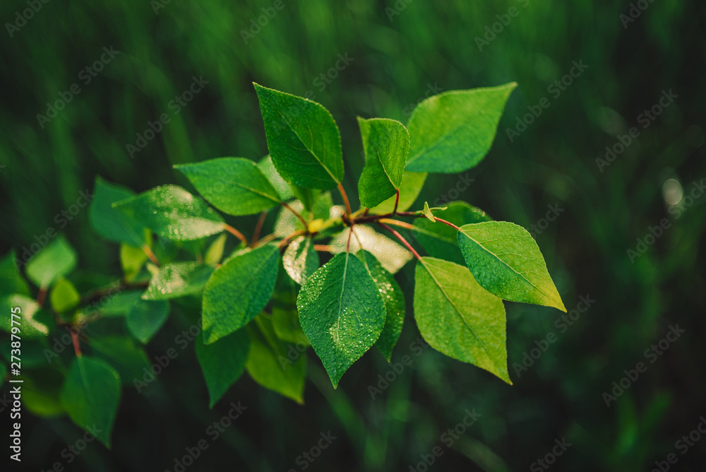 Beautiful poplar branch with dew close-up. Vivid green leaves of poplar tree with droplets on bokeh background. Scenic natural backdrop of rich greenery with copy space. Colorful plant in sunlight. Beautiful poplar branch with dew close-up. Vivid green leaves of poplar tree with droplets on bokeh background. Scenic natural backdrop of rich greenery with copy space. Colorful plant in sunlight.