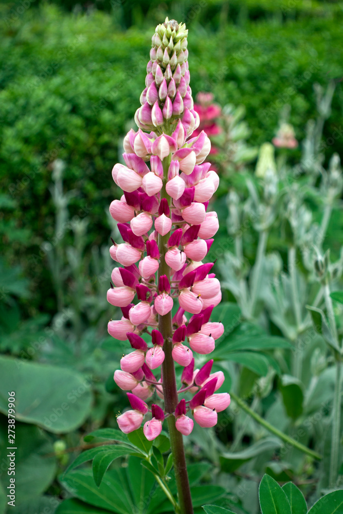 Pink blooming lupin (Lupinus polyphyllus) flowers. Nature background Pink blooming lupin (Lupinus polyphyllus) flowers. Nature background
