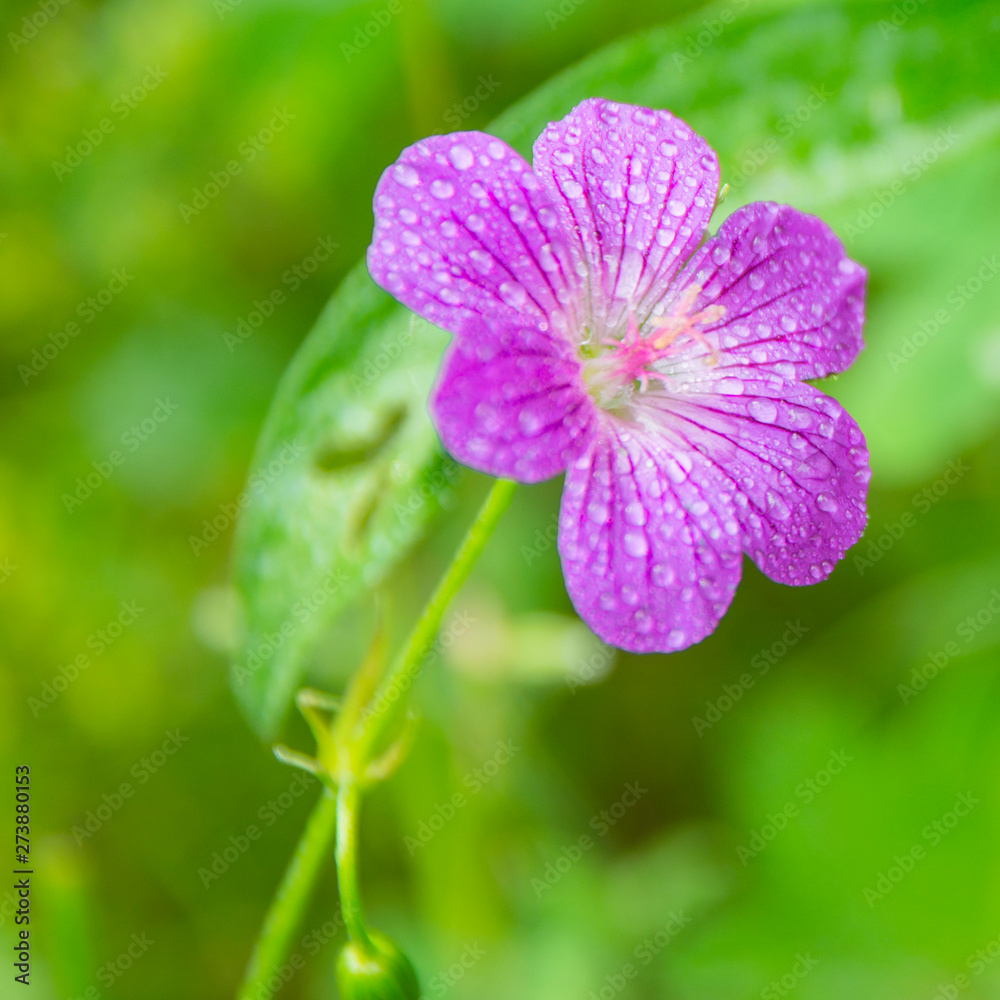 Beautiful delicate purple forest flower with dew drops on a sunny summer day