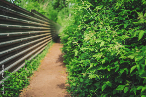 Long straight path along long metal fence among lush thikets with copy space. Beautiful bush with green leaves close-up. Background with fence, trail and rich vegetation in sunlight. Bokeh on backdrop
