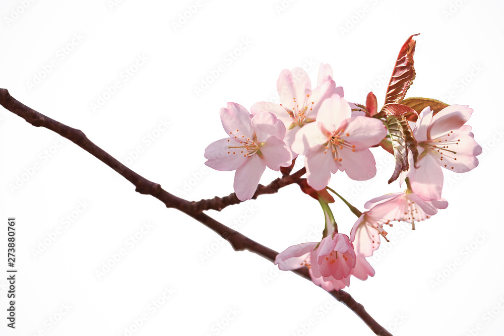 Branch of cherry blossoms isolated on white background. branch of a tree with blooming spring flowers