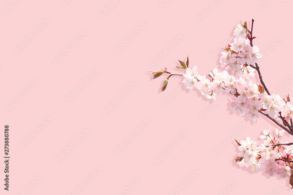 branch of blossoming sakura isolated on pink background. branch of a tree with blooming spring flowers