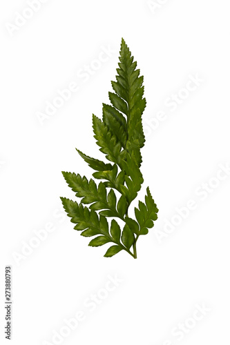 green leaf isolated on white background for design