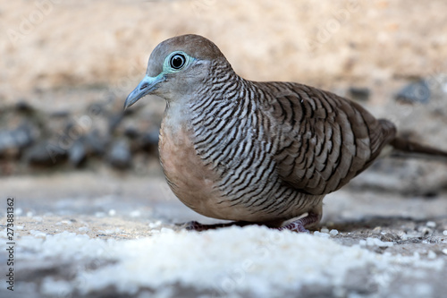 A pigeon is feeding the rice in the backyard, Thailand. Zebra dove eat hard grains of white rice, close up.