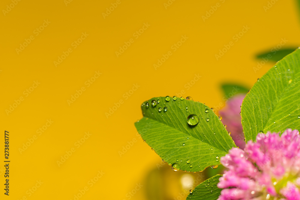 clover flowers on yellow background with copy space