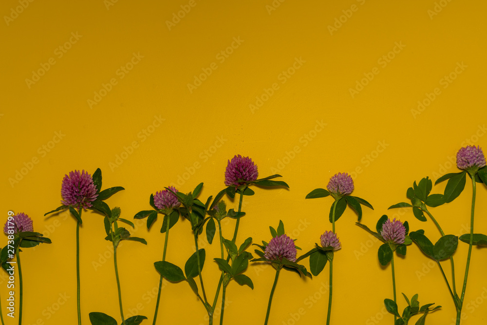 Naklejka premium clover flowers on yellow background with copy space
