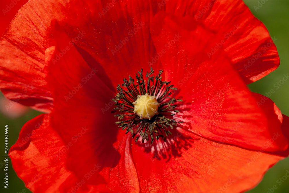 Red poppy on a green background Red poppy on a green background