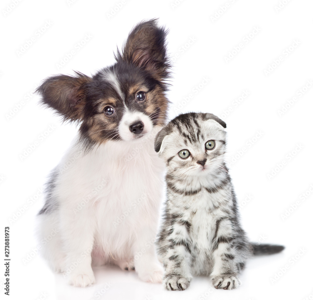 Papillon puppy and kitten with tilt heads sitting together. isolated on white background