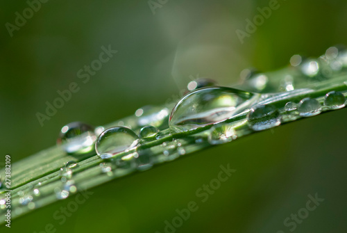 Water drops on long leaf