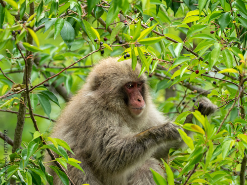 Japanese monkey on tree