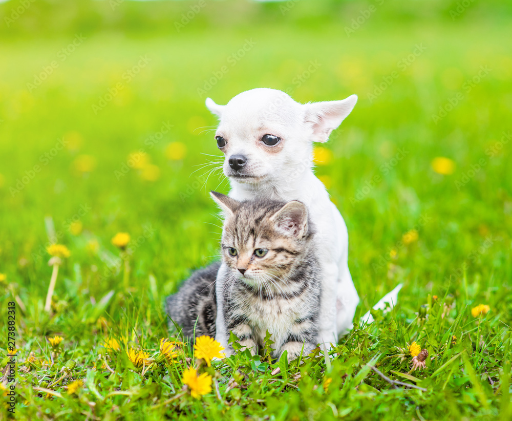 Chihuahua puppy hugging kitten on a dandelion field Chihuahua puppy hugging kitten on a dandelion field