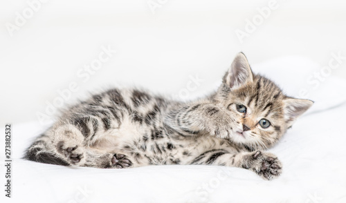 Sad baby kitten lying on a pillow at home © Ermolaev Alexandr