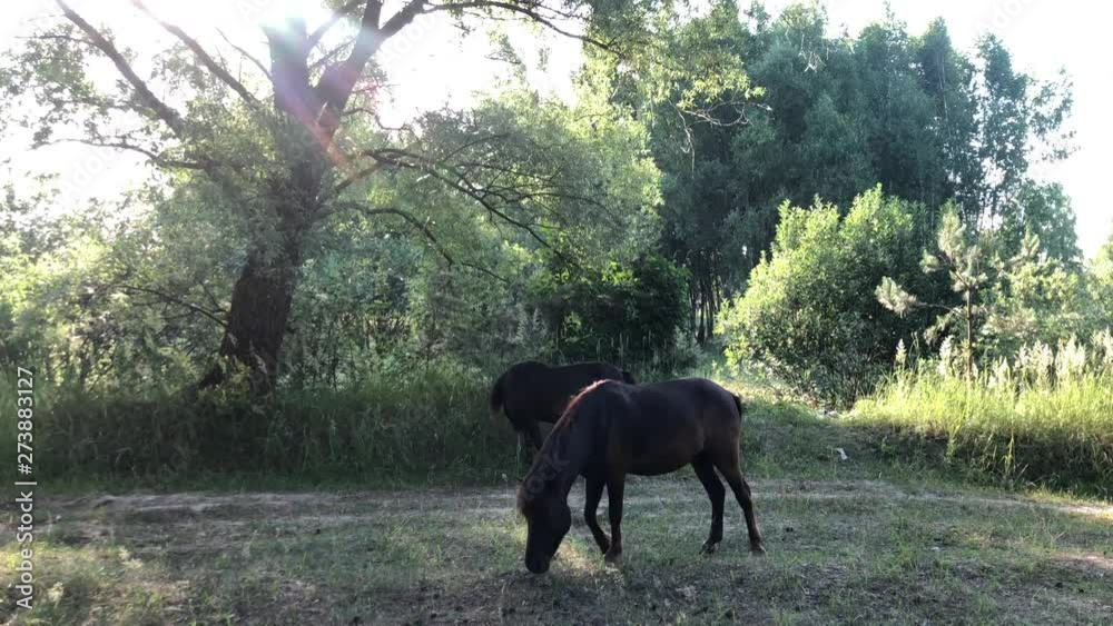 Horses graze on a green field. Herd of horses walks in the meadow through the grass. Horses graze on a green field. Herd of horses walks in the meadow through the grass.